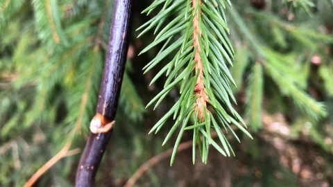 Branches Christmas tree close up. 4 Stock Footage 98490899