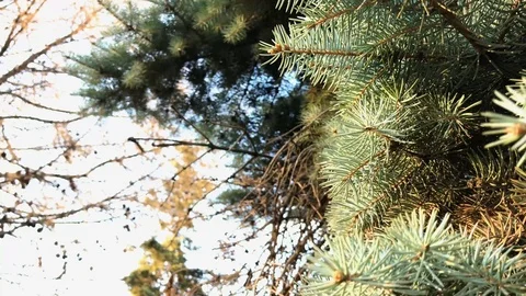 Branches Christmas tree close up. 5 Stock Footage 98367590