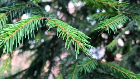 Branches Christmas tree close up. 5 Video stock 98490893