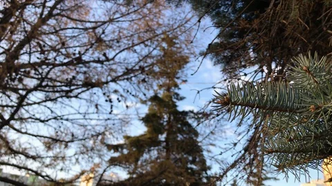 Branches Christmas tree close up. 6 Stock-Footage 98367586