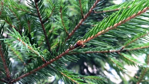 Branches Christmas tree close up. 6 Video stock 98490879