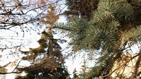 Branches Christmas tree close up. 7 Stock Footage 98367574