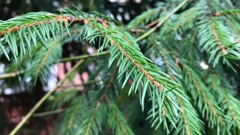 Branches Christmas tree close up. 7 Stock Footage 98490878