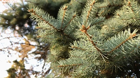 Branches Christmas tree close up. 8 Stock Footage 98367566