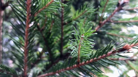 Branches Christmas tree close up. 8 Stock Footage 98490875