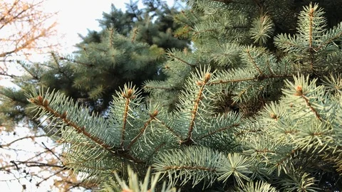 Branches Christmas tree close up. 9 Stock Footage 98367551