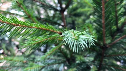 Branches Christmas tree close up. 9 Stock Footage 98490872