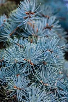 Branches of Christmas tree, closeup. Stock Photos