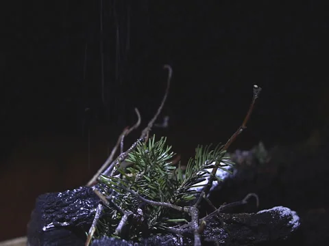 Branches of a Christmas tree with falling snow. Christmas and New Year Stock Footage 83785577