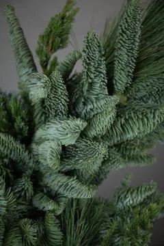 Branches of a Christmas tree on a gray background Stock Photos