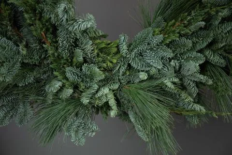Branches of a Christmas tree on a gray background Stock Photos