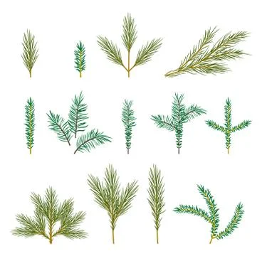 Branches of a Christmas tree. Stock Illustration