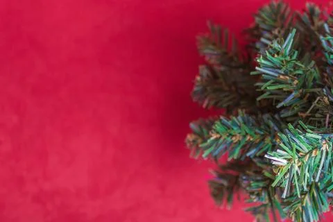 Branches of a Christmas tree on a red background. Stock Photos