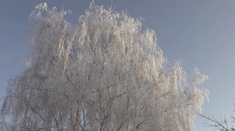 The branches of a Christmas tree in the snow Video stock 59873715