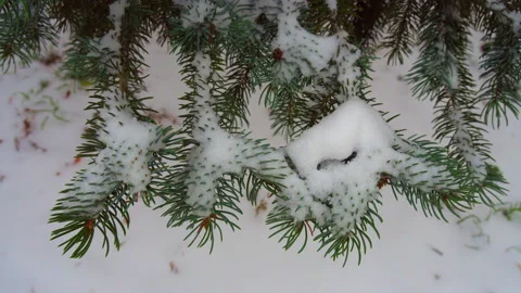 Branches Christmas tree with snow 库存影片 221702619