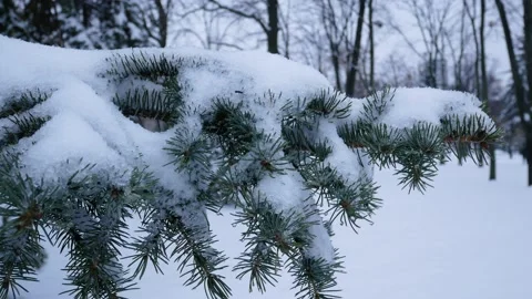 Branches of a christmas tree under the snow Stock Footage 166547348