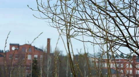 Branches on a cityscape background Stock Footage 50085553