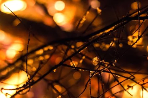 Branches close-up in the fire Stock Photos