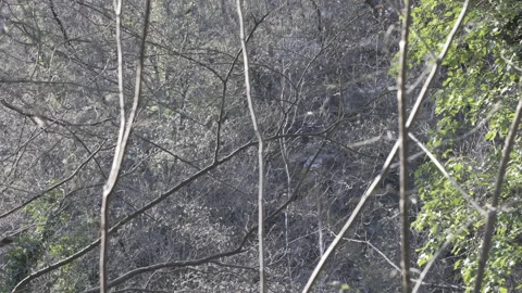 Branches closeup in thick forest with beautiful light, 4K, DNxHR Video stock 152531006