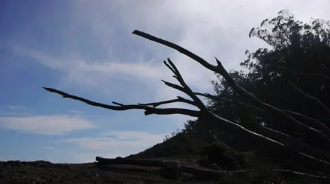Branches with Clouds Blowing in the Wind Stock Footage 46560103