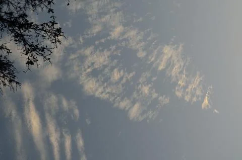 Branches in the clouds Stock Photos