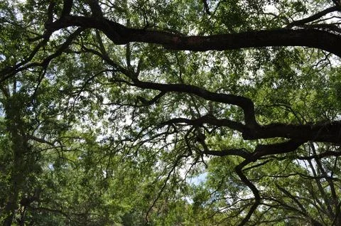 Branches in the Clouds Stock Photos