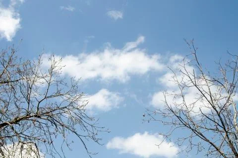 Branches at Cloudy day Stock Photos