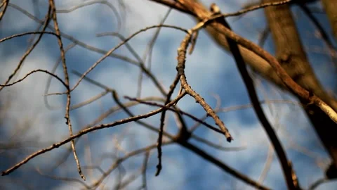Branches In The Cloudy Sky Stock Footage 163887894