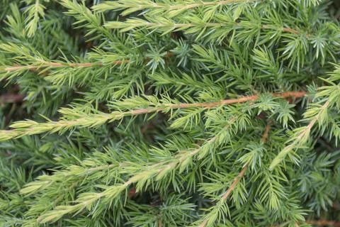 Branches of coastal juniper. Stock Photos