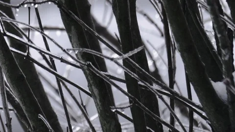 Branches Coated with Ice CLOSE UP TILT UP Vídeos de archivo 104725046