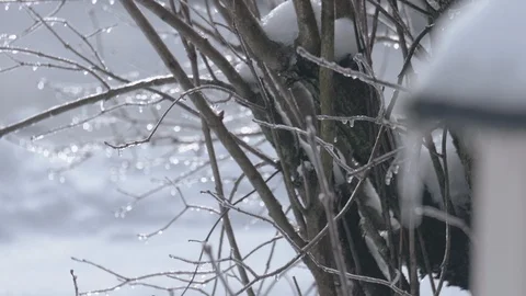 Branches Coated with Ice CLOSE UP TILT UP PAN LEFT SLOW MOTION Vídeos de archivo 104725629