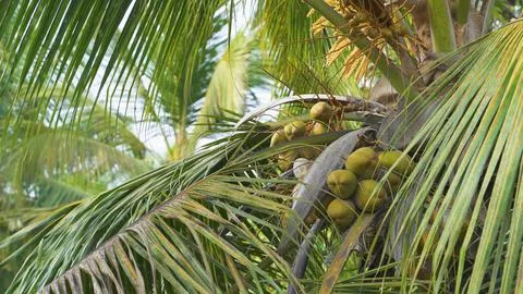 Branches of a coconut palm tree with coconuts Stock Photos