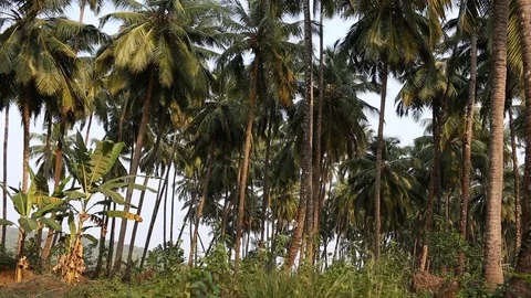 Branches of coconut palms sway in the wind. 動画素材 91193016