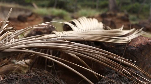 Branches of coconut palms sway in the wind. 動画素材 91193020