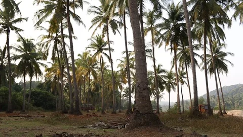 Branches of coconut palms sway in the wind. 動画素材 91193024