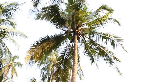 Branches of coconut palms sway in the wind. 動画素材 91193030