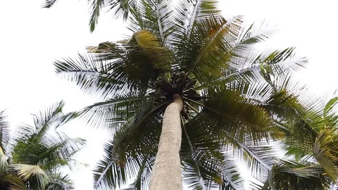 Branches of coconut palms sway in the wind. 動画素材 91193042