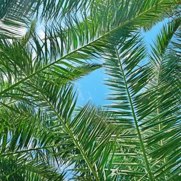 Branches of a coconut tree on background sky. Stock Photos