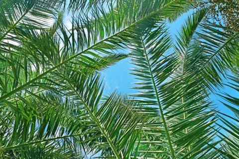 Branches of a coconut tree on background sky. Stock Photos