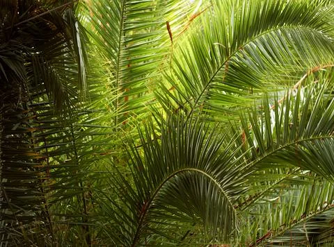 Branches of a coconut tree Foto stock