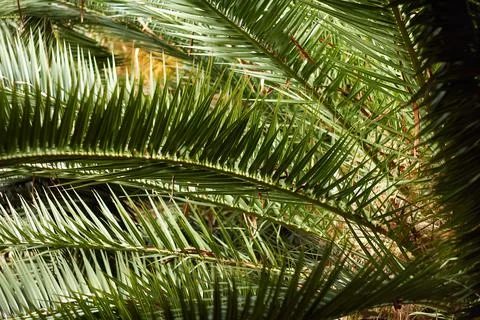 Branches of coconut tree Stock Photos