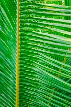 The branches of the coconut tree photographed close-up. Saturated green. Stock Photos