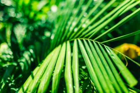 The branches of the coconut tree photographed close-up. Saturated green. Stock Photos