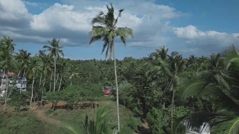 The branches of the coconut trees sway gently in the breeze. Stock Footage 281845060