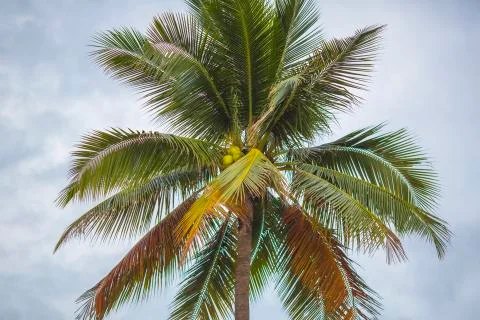 Branches of coconut trees under the blue sky Stock Photos