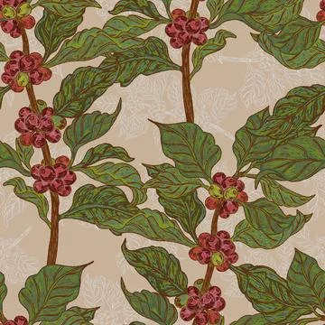 Branches with coffee beans. Seamless pattern. This vintage illustration is ha Stock Illustration