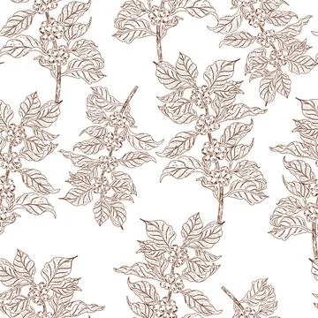 Branches with coffee beans. Seamless pattern. This vintage illustration is ha Stock Illustration
