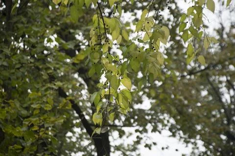 Branches of a common hackberry Stock Photos