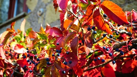 Branches of common vine of Canada (Parthenocissus quinquefolia) with berries Stock Footage 103609038
