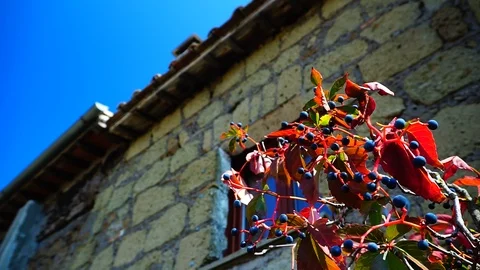 Branches of common vine of Canada (Parthenocissus quinquefolia) with berries in  Stock Footage 103609102
